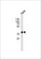 PBK/TOPK antibody, LS-C157926, Lifespan Biosciences, Western Blot image 