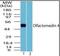 Olfactomedin 4 antibody, orb87941, Biorbyt, Western Blot image 