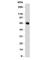 Estrogen Receptor 1 antibody, V7060SAF-100UG, NSJ Bioreagents, Western Blot image 