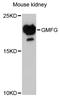 Glia Maturation Factor Gamma antibody, STJ114821, St John