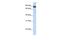 TATA-Box Binding Protein Associated Factor, RNA Polymerase I Subunit C antibody, PA5-44852, Invitrogen Antibodies, Western Blot image 