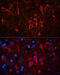 Gephyrin antibody, 23-666, ProSci, Immunofluorescence image 