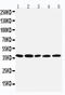 Interferon Regulatory Factor 1 antibody, LS-C313338, Lifespan Biosciences, Western Blot image 