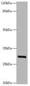 Indolethylamine N-Methyltransferase antibody, A53776-100, Epigentek, Western Blot image 