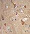 Complexin 1 antibody, LS-C166990, Lifespan Biosciences, Immunohistochemistry frozen image 