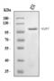 NACHT, LRR and PYD domains-containing protein 7 antibody, A07838-1, Boster Biological Technology, Western Blot image 