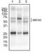 CD338 antibody, TA336921, Origene, Western Blot image 