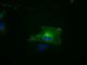 Mad3l antibody, NBP1-47680, Novus Biologicals, Immunofluorescence image 