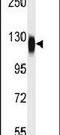Histone Deacetylase 6 antibody, PA5-11240, Invitrogen Antibodies, Western Blot image 