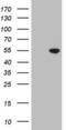 Cyclin Dependent Kinase Like 2 antibody, LS-C790663, Lifespan Biosciences, Western Blot image 