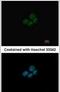 TLE Family Member 1, Transcriptional Corepressor antibody, PA5-29086, Invitrogen Antibodies, Immunofluorescence image 