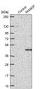 Family With Sequence Similarity 83 Member F antibody, PA5-62346, Invitrogen Antibodies, Western Blot image 