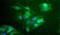 CD204 antibody, PA1-16825, Invitrogen Antibodies, Immunofluorescence image 