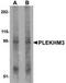 Pleckstrin Homology Domain Containing M3 antibody, TA306875, Origene, Western Blot image 