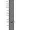Interleukin 7 antibody, abx147014, Abbexa, Western Blot image 