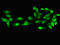 Phosphoribosyl Pyrophosphate Synthetase 2 antibody, LS-C679197, Lifespan Biosciences, Immunofluorescence image 