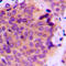 Matrix Metallopeptidase 2 antibody, LS-C352523, Lifespan Biosciences, Immunohistochemistry frozen image 