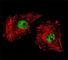 FUS RNA Binding Protein antibody, F40524-0.4ML, NSJ Bioreagents, Western Blot image 