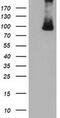 Protein Kinase D2 antibody, MA5-25231, Invitrogen Antibodies, Western Blot image 