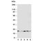 Growth Arrest And DNA Damage Inducible Alpha antibody, R30473, NSJ Bioreagents, Western Blot image 