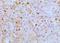 APAF1 Interacting Protein antibody, NBP2-33231, Novus Biologicals, Immunohistochemistry paraffin image 