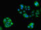 G Protein-Coupled Receptor Kinase 4 antibody, LS-C369729, Lifespan Biosciences, Immunofluorescence image 