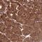 Ankyrin Repeat Domain 10 antibody, NBP2-37891, Novus Biologicals, Immunohistochemistry frozen image 