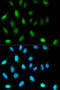 Chromobox 5 antibody, 13-877, ProSci, Immunofluorescence image 
