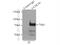 Spindle Apparatus Coiled-Coil Protein 1 antibody, 24689-1-AP, Proteintech Group, Immunoprecipitation image 