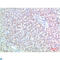 Transthyretin antibody, LS-C813254, Lifespan Biosciences, Immunohistochemistry paraffin image 