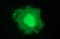 Parvin Alpha antibody, LS-C338030, Lifespan Biosciences, Immunofluorescence image 