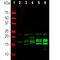 Myelin Basic Protein antibody, PA1-10008, Invitrogen Antibodies, Western Blot image 