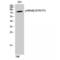 Component Of Inhibitor Of Nuclear Factor Kappa B Kinase Complex antibody, LS-C380731, Lifespan Biosciences, Western Blot image 