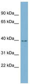 Uncharacterized protein C16orf48 antibody, TA339178, Origene, Western Blot image 