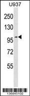 Tight Junction Protein 2 antibody, 58-905, ProSci, Western Blot image 