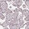 Endonuclease 8-like 1 antibody, NBP2-47358, Novus Biologicals, Immunohistochemistry frozen image 