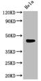 Wnt Family Member 5A antibody, CSB-PA026138LA01HU, Cusabio, Western Blot image 