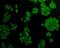 Aldo-Keto Reductase Family 7 Member A2 antibody, NBP2-67126, Novus Biologicals, Immunofluorescence image 