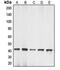 Actin Gamma 1 antibody, orb213517, Biorbyt, Western Blot image 