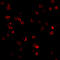 Toll Like Receptor 8 antibody, 3281, ProSci Inc, Immunofluorescence image 