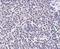 ADP Ribosylation Factor Like GTPase 15 antibody, NBP1-77052, Novus Biologicals, Immunohistochemistry frozen image 