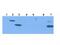 Indoleamine 2,3-Dioxygenase 1 antibody, TA319586, Origene, Western Blot image 