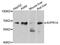 Arginine Vasopressin Receptor 1A antibody, STJ110698, St John