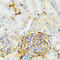 Galactose-1-Phosphate Uridylyltransferase antibody, 22-105, ProSci, Immunohistochemistry frozen image 