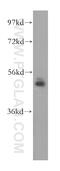 NudC Domain Containing 3 antibody, 11764-1-AP, Proteintech Group, Western Blot image 