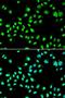 General Transcription Factor IIF Subunit 2 antibody, LS-C334321, Lifespan Biosciences, Immunofluorescence image 