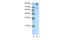 Zinc Finger Protein 875 antibody, 29-177, ProSci, Immunohistochemistry paraffin image 