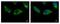HPS3 Biogenesis Of Lysosomal Organelles Complex 2 Subunit 1 antibody, GTX107745, GeneTex, Immunofluorescence image 