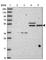 AT-rich interactive domain-containing protein 3B antibody, HPA050320, Atlas Antibodies, Western Blot image 