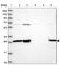 INO80 Complex Subunit E antibody, HPA043146, Atlas Antibodies, Western Blot image 